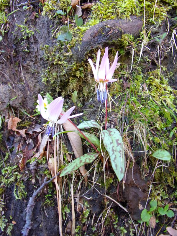 Erythronium dens-canis (Liliaceae)